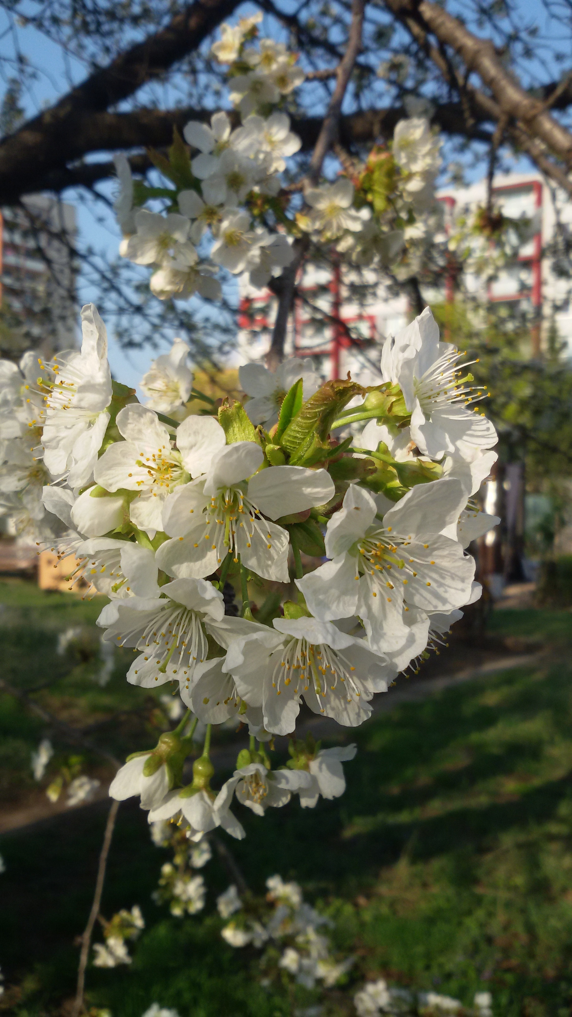 Na predaj záhradka 251 m² v osobnom vlastníctve