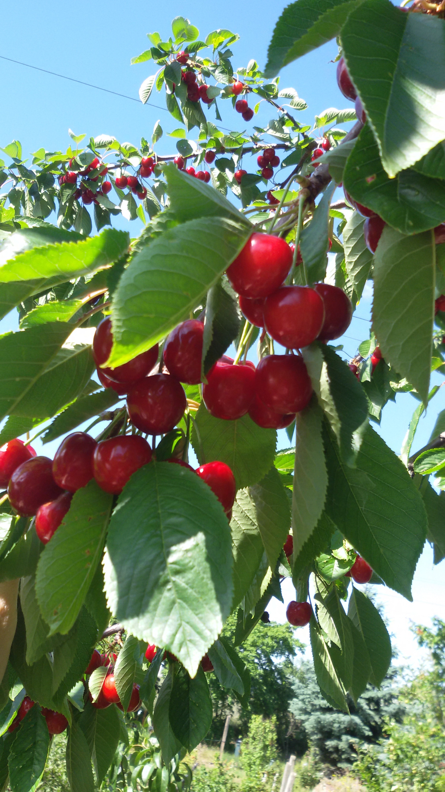 Na predaj záhradka 251 m² v osobnom vlastníctve