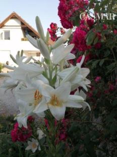 PREDAJ – VEĽKÝ 7-IZBOVÝ RODINNÝ DOM V TRNAVE, VHODNÝ NA BÝVANIE AJ PODNIKANIE