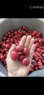 Na predaj záhradka 251 m² v osobnom vlastníctve