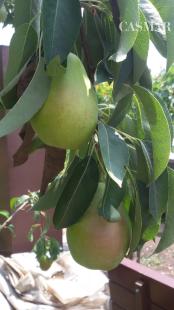 Na predaj záhradka 251 m² v osobnom vlastníctve