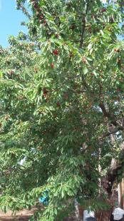 Na predaj záhradka 251 m² v osobnom vlastníctve