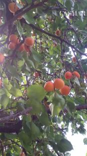 Na predaj záhradka 251 m² v osobnom vlastníctve