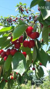 Na predaj záhradka 251 m² v osobnom vlastníctve