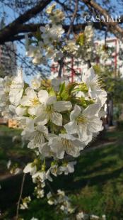 Na predaj záhradka 251 m² v osobnom vlastníctve