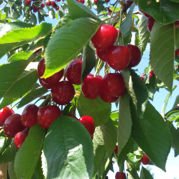 Na predaj záhradka 251 m² v osobnom vlastníctve